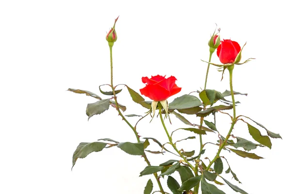 Rood roze bloem op tak en blad geïsoleerd op wit — Stockfoto