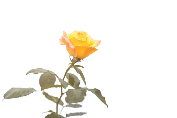 Yellow rose flower on branch and leaf isolated on white — Stock Photo, Image