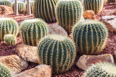 Tayland kuzeyinde kamu bahçe tesisinde kaktüs