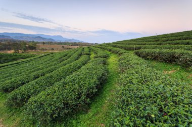 Çay plantasyon içinde Chiang Rai Tayland Kuzey