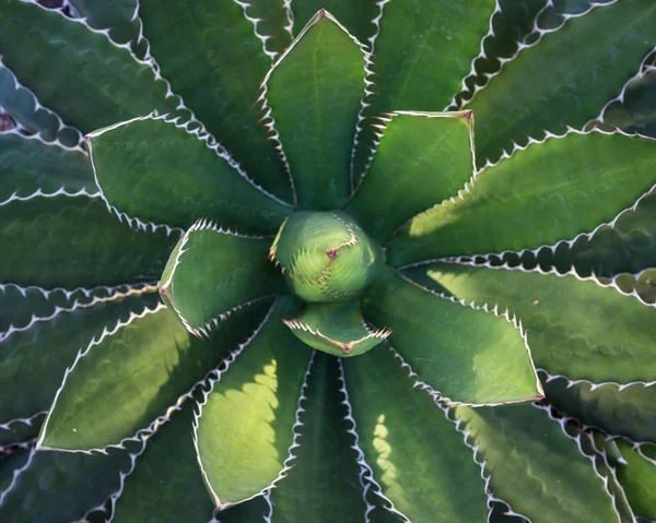 정원에서 녹색 용 설 란 식물의 평면도 — 스톡 사진