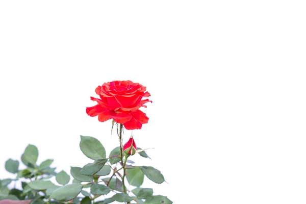 Rosa roja en rama y hoja aislada en blanco — Foto de Stock