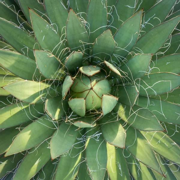 Bahçeleri yeşil agave bitkisinin Üstten Görünüm — Stok fotoğraf