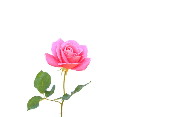 Pink rose flower on branch and leaf isolated on white — Stock Photo, Image