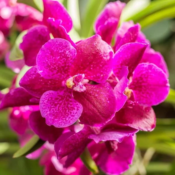 Pink orchid in public garden — Stock Photo, Image