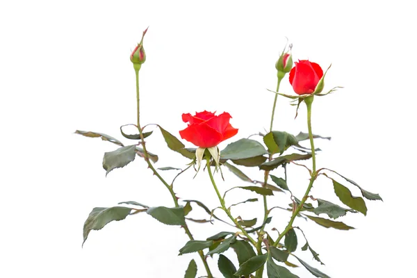 Flor de rosa vermelha no ramo e folha isolada no branco — Fotografia de Stock