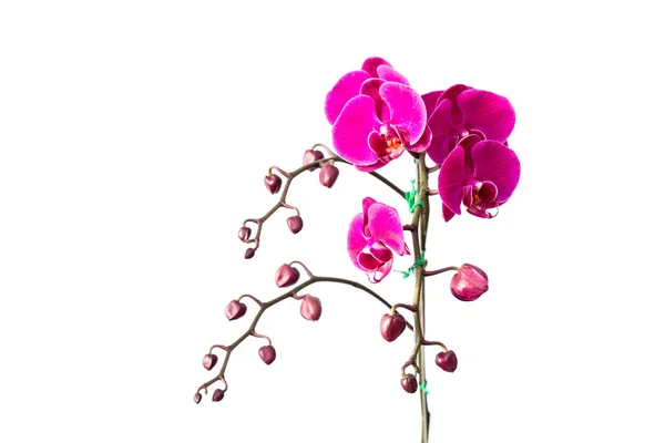 Primo piano orchidea viola isolata su bianco — Foto Stock