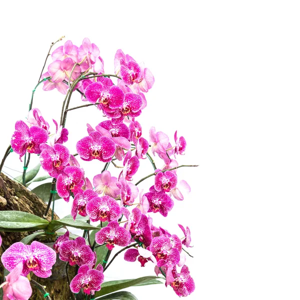 Nära håll violett orchid isolerad på vit — Stockfoto