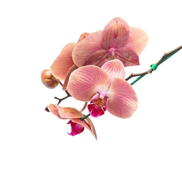 Primo piano orchidea rosa isolata su bianco — Foto Stock