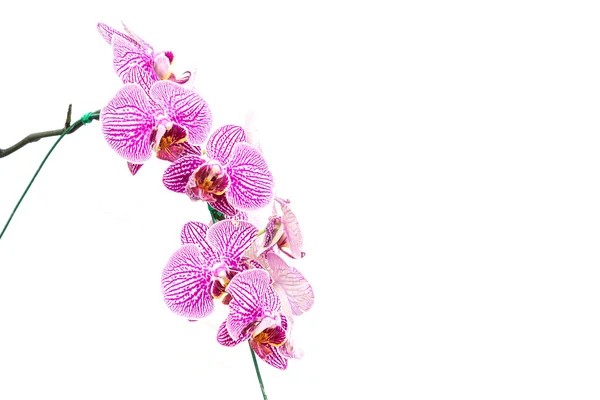 Orchidea viola isolata su sfondo bianco — Foto Stock