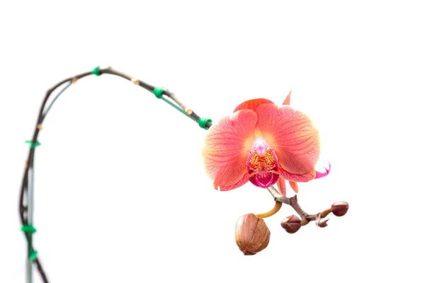 Primo piano orchidea rosa isolata su bianco — Foto Stock