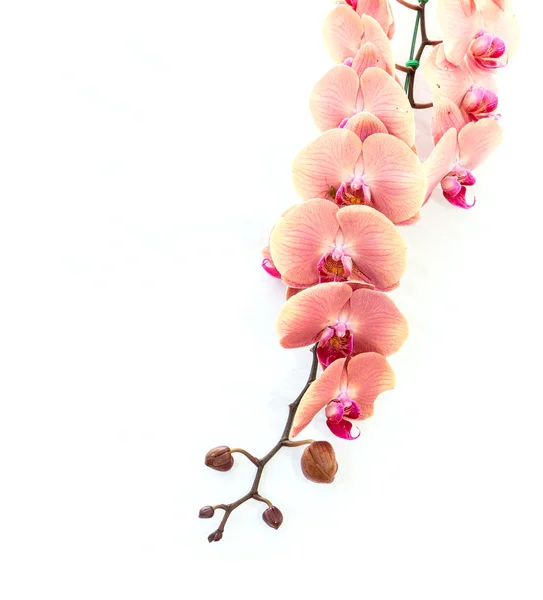 Close up pink orchid isolated on white — Stock Photo, Image