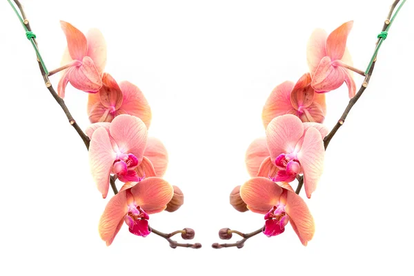 Close up pink orchid isolated on white — Stock Photo, Image