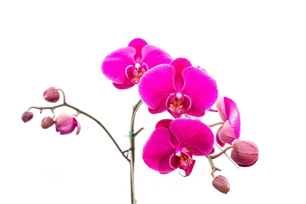 Primo piano orchidea viola isolata su bianco — Foto Stock