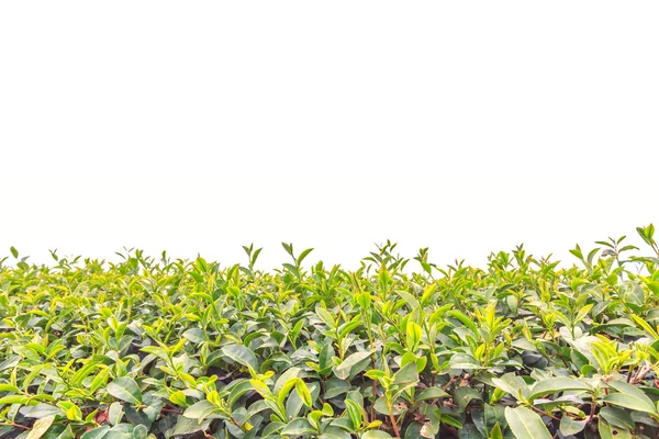 Close up plantação de chá isolado em branco — Fotografia de Stock