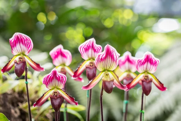 Paphiopedilum (orchidea) nel giardino pubblico, provincia di Chiang Rai, Th — Foto Stock