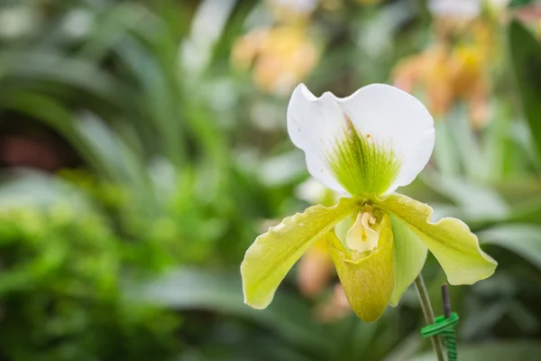 Paphiopedilum (Orkide) ili genel Bahçe, Chiang Rai, inci — Stok fotoğraf