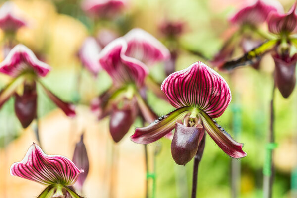 Paphiopedilum (орхидеи) провинции общественный сад, Chiang Rai, Th
