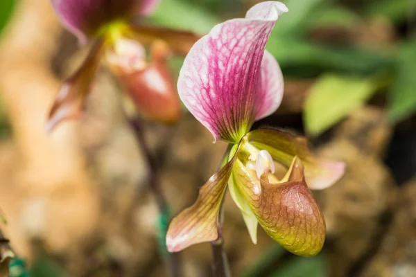 Paphiopedilum (orchidea) nel giardino pubblico, provincia di Chiang Rai, Th — Foto Stock