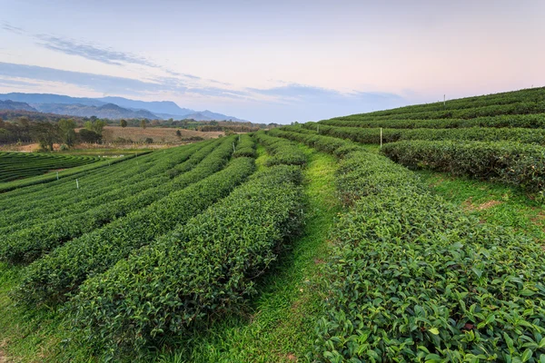 Çay plantasyon içinde Chiang Rai Tayland Kuzey