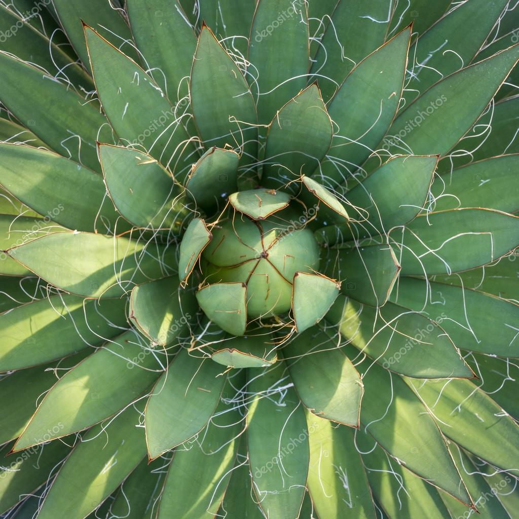 Top view of green agave plant in the gardens — Stock Photo