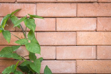 Kırmızı tuğla duvar zemin üzerine yeşil sarmaşık