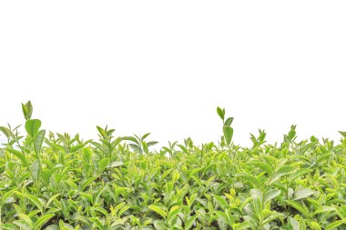 Çay plantasyon beyaz izole kapatmak 