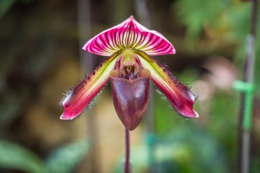 Paphiopedilum (Orkide) ili genel Bahçe, Chiang Rai, inci
