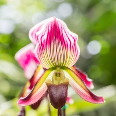 Paphiopedilum (Orkide) ili genel Bahçe, Chiang Rai, inci