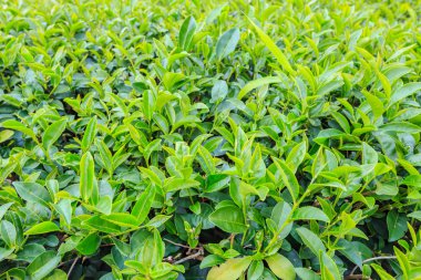 Çay plantasyon içinde Chiang Rai Tayland Kuzey