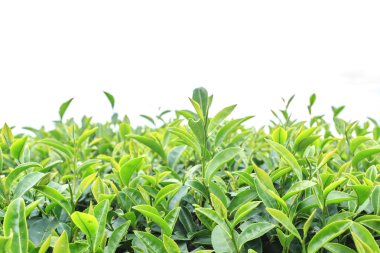 Çay plantasyon beyaz izole kapatmak 