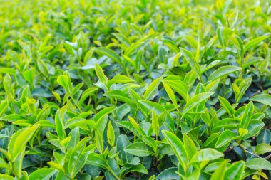 Çay plantasyon içinde Chiang Rai Tayland Kuzey