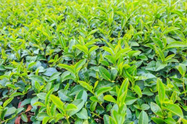 Çay plantasyon içinde Chiang Rai Tayland Kuzey