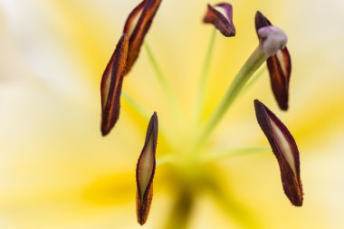 Chiang Rai, Tayland kamu bahçe Lily çiçek