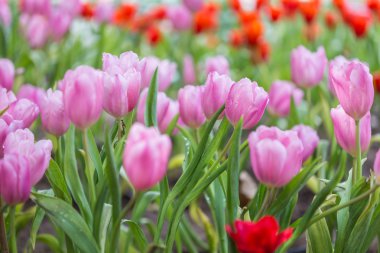 Chiang Rai, Tayland kamu bahçe Lale çiçek kadar kapatın