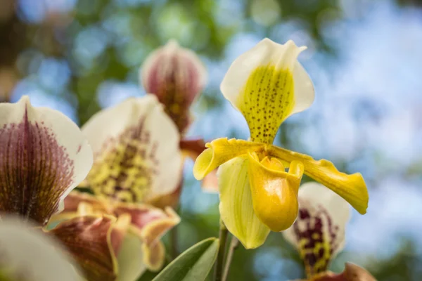 Paphiopedilum (Orkide) ili genel Bahçe, Chiang Rai, inci — Stok fotoğraf