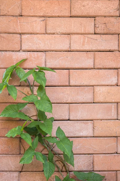 赤レンガの壁の背景に緑のツタ — ストック写真