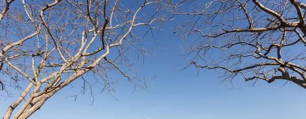 Abstract of tree branch without leaf on blue sky — Stock Photo, Image