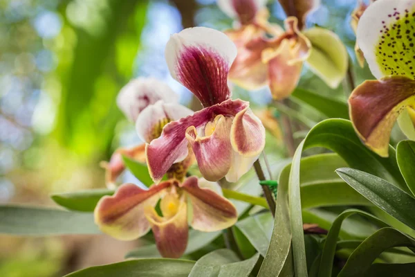 Paphiopedilum (Orkide) ili genel Bahçe, Chiang Rai, inci — Stok fotoğraf