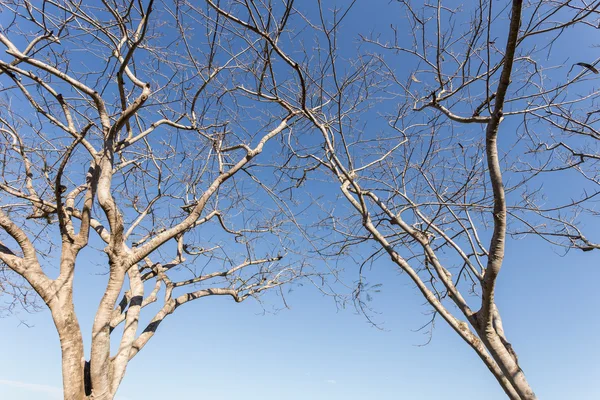 Resumen de la rama del árbol sin hoja en el cielo azul — Foto de Stock