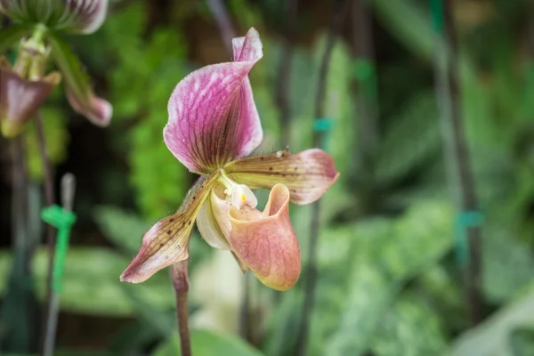 Paphiopedilum (Orkide) ili genel Bahçe, Chiang Rai, inci — Stok fotoğraf