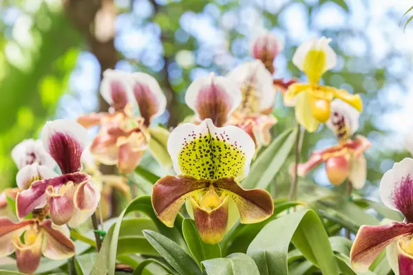 Paphiopedilum (orchidea) nel giardino pubblico, provincia di Chiang Rai, Th — Foto Stock
