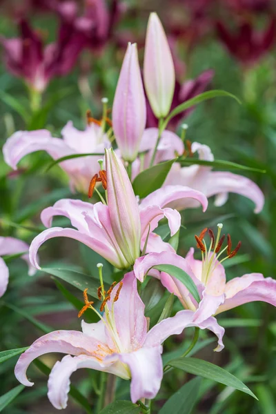 Giglio fiore nel giardino pubblico a Chiang Rai, Thailandia — Foto Stock