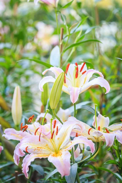 Chiang Rai, Tayland kamu bahçe Lily çiçek — Stok fotoğraf