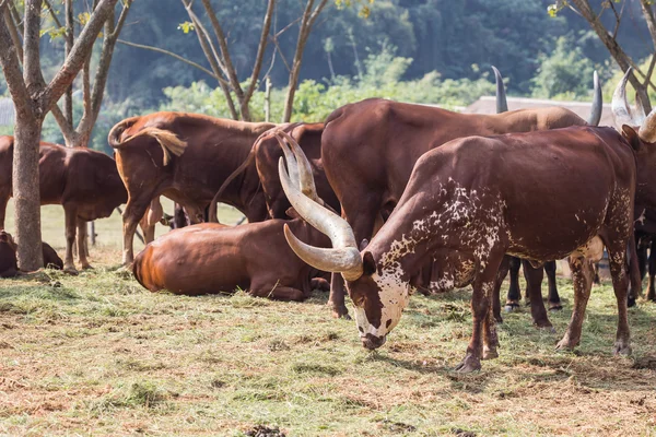 Skupina hnědých krav Watusi na farmě v Chiang Rai — Stock fotografie