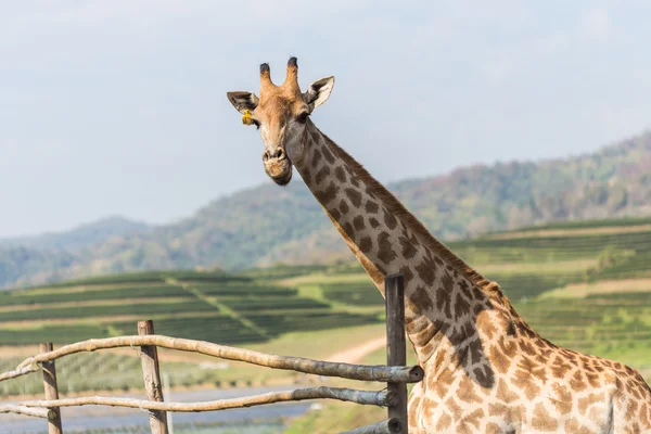 Retrato de una curiosa jirafa sobre fondo azul del cielo — Foto de Stock