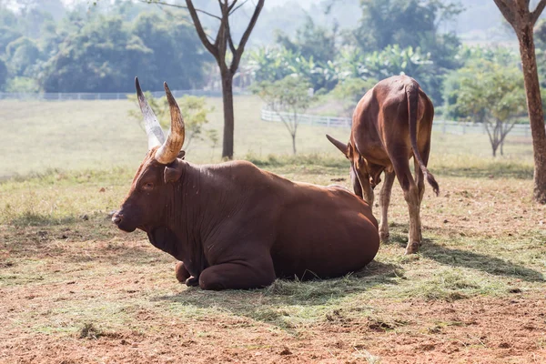 Gruppe brauner Watusi-Kühe auf dem Bauernhof in Chiang Rai — Stockfoto