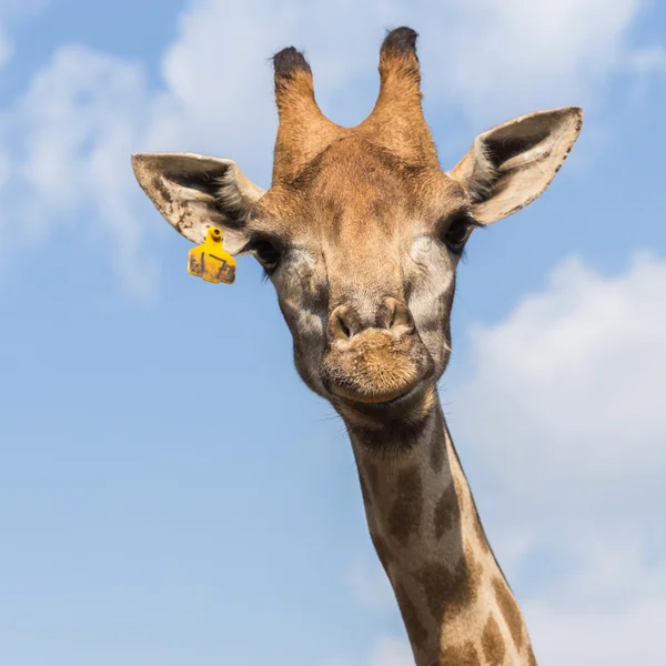Retrato de una curiosa jirafa sobre fondo azul del cielo — Foto de Stock
