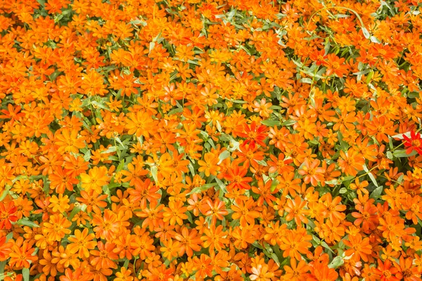 Top view pattern of orange flower plantation texture and backgro — Stock Photo, Image