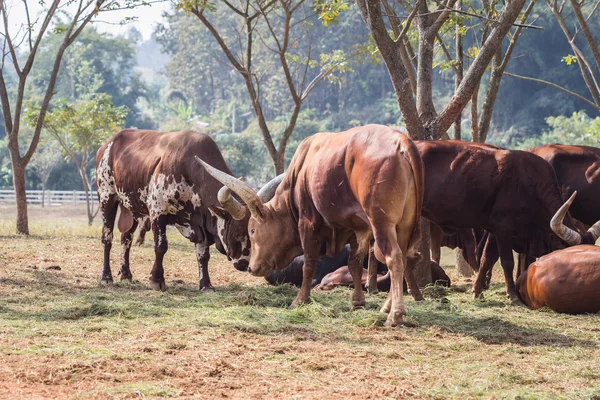 Gruppe brauner Watusi-Kühe auf dem Bauernhof in Chiang Rai — Stockfoto